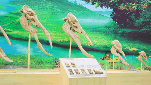 三亿体育手机版