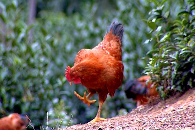 三亿体育手机版