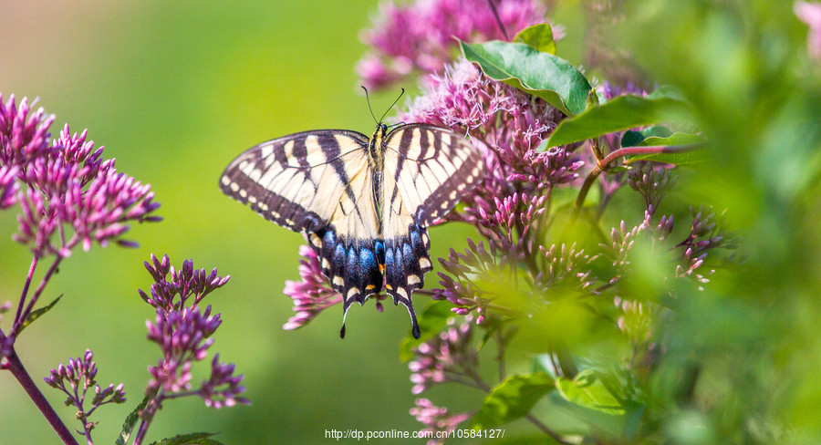 ‘三亿体育官网’吃河豚中毒将有药可救(图1) 三亿体育官网