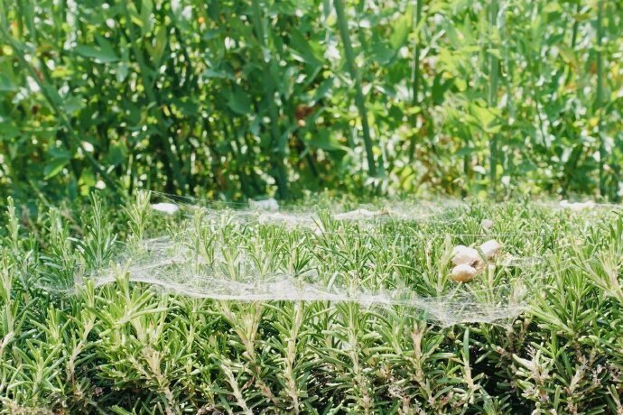 3D打印陶瓷支架助力生长“真正的骨骼”【三亿体育】(图1) 三亿体育